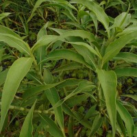 Persicaria attenuata (R.Br.) Soják